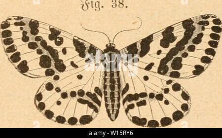 Immagine di archivio da pagina 178 di morire Insekten nach ihrem Schaden. Die Insekten nach ihrem Schaden und Nutzen . dieinsektennachi00tasc Anno: 1882 - 171 - terimg essere§ (Sta(€tcurbiifcfje§§ ba lorferficnbe Ungeziefer 5U galle gebrait tüerben !ann imb - ein §od}fttämm(en üorau- gefefet - bei einer gefrfjitften §anbf)abung essere ®cirme§ nnb essere§ fliifenben (2ta6e§ fanm ein (Stiic! Baneben fnKt; mcrjrftcimmige 35üfcf)e erforbern allerbinc; etit)Un§ forgfä(tigere§ nnb iüieber'ot- te?- '(Mlopfen, inbem nnter llmftänben ju Incle ber Farben neben beifallen, beim 3iift'icM"i"'()'' 'i' F ' oben iibcrfeljen luerben Foto Stock