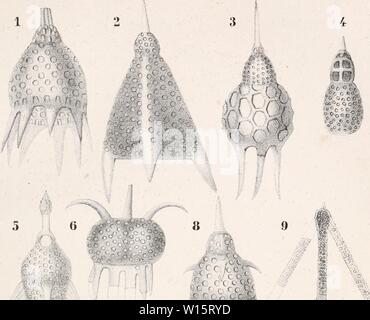 Immagine di archivio da pagina 178 di Die Klassen und Ordnungen des. Foto Stock