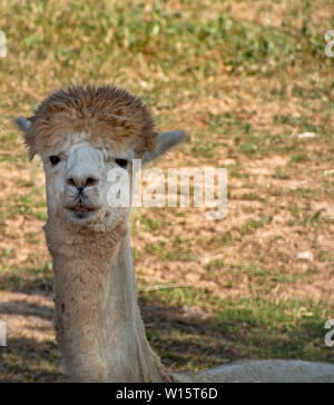 Carino vicino ritratto di un llama. Lama glama. Colore pallido. Foto Stock