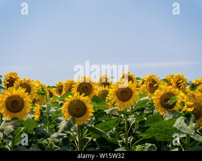 Girasoli in un campo naturale contro il cielo blu, con copia spazio. L'agricoltura. Foto Stock
