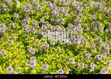 Thymus x citriodorus 'Aureus'. Foto Stock