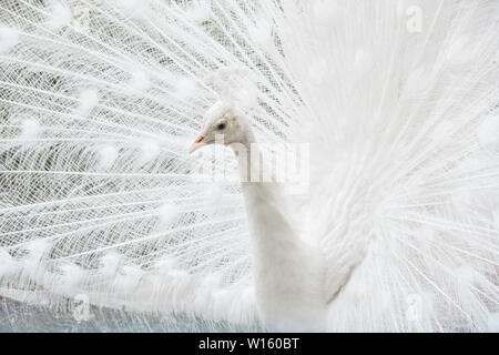 Close-up di Bella bianca peacock con piume. Pavone bianco visualizzando il suo elegante belle piume di coda Foto Stock