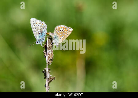 Macro di Comune di accoppiamento farfalle blu su uno stelo di una pianta morta contro un verde sfondo bokeh fotografato in Svizzera, Europa, a 1400m altit Foto Stock