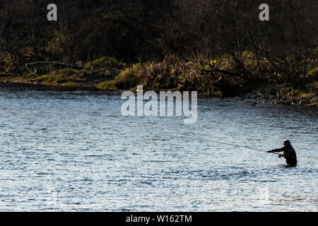 Salmone pescatore lancia fly line attraverso grande fiume in sera sunshine Foto Stock