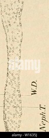 Immagine di archivio da pagina 206 di sviluppo del pulcino;. Lo sviluppo del pulcino; un introduzione alla embriologia . developmentofchi00lill Anno: 1908 Foto Stock