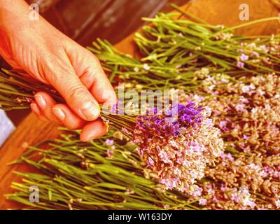 Fasci di fresco legato medica erbe appeso sul legno antico desk. Foto Stock