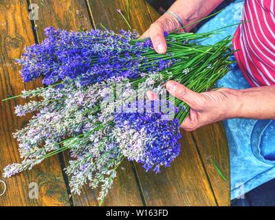 Fasci di fresco legato medica erbe appeso sul legno antico desk. Foto Stock