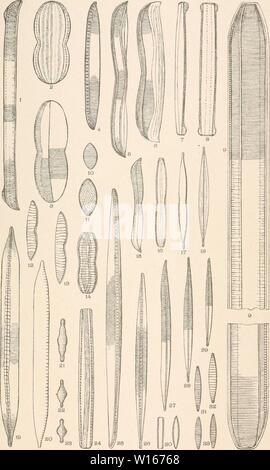 Immagine di archivio da pagina 224 di Diatomaceae del Nord America, illustrata. Diatomaceae del Nord America, illustrata con venti-tre cento figure da l'autore di disegni su cento e dodici piastre . diatomaceofnor00woll Anno: 1890 Foto Stock