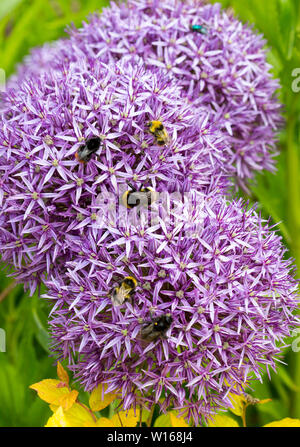 Diverse specie di Bumble Bee alimentazione su un Alium fiore. Foto Stock