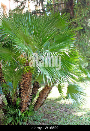 Chamaerops humilis, ventola mediterraneo Palm, Palm tree con rotonda verde piccoli frutti, con la forma di un ventaglio di foglie e tronchi di spessore Foto Stock