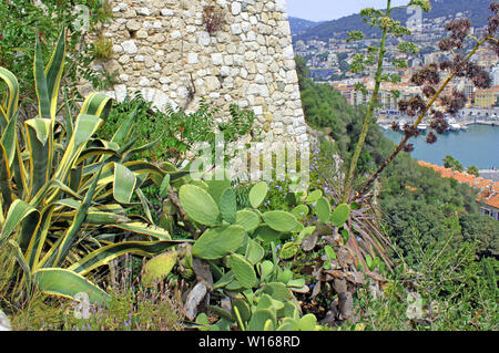 Cactus giganti e aloe vera pianta sul muro di pietra di sfondo, crescente al sole Foto Stock
