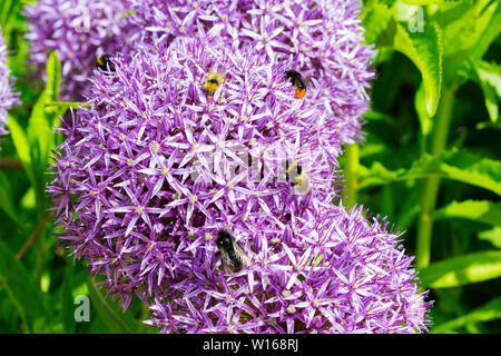 Diverse specie di Bumble Bee alimentazione su un Alium fiore. Foto Stock