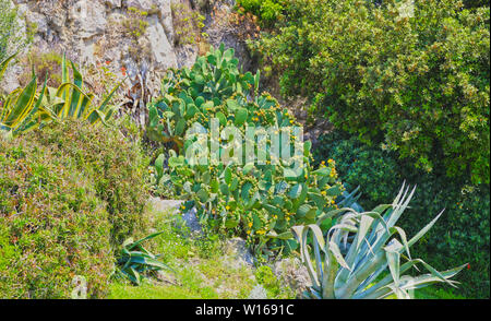 Cactus giganti e aloe vera pianta sul muro di pietra di sfondo, crescente al sole Foto Stock