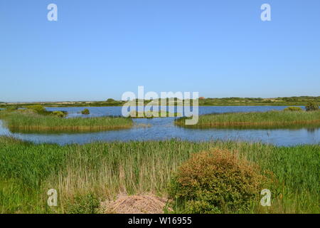 Fresche o acqua salmastra box, lagune e canneti a RSPB Dungeness, inizio estate. Una zona umida habitat per gli uccelli come il tarabuso, Capinere e buntings. Foto Stock