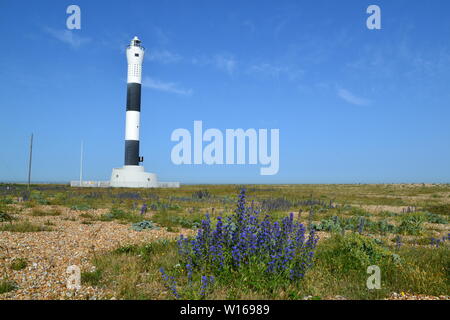 Nuovo faro a Dungeness, Kent, a fine giugno in una bella giornata estiva con i vipere dei fiori selvatici brillano in piena fioritura. Foto Stock