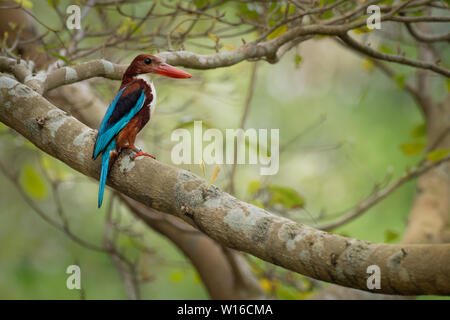 Bianco-throated Kingfisher Halcyon smyrnensis sul ramo, noto anche come il bianco-breasted kingfisher, albero kingfisher, distribuiti in Asia da Tu Foto Stock