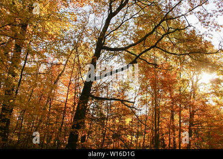 Foglie gialle, arancioni e rosse d'autunno al mattino con il sole che splende tra gli alberi Foto Stock