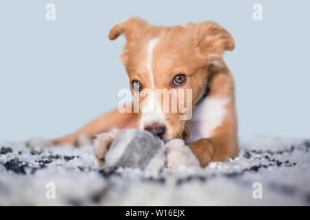 Un simpatico rosso e bianco di razza mista cucciolo con un malizioso espressione, sdraiato su un tappeto con una sfera Foto Stock