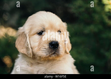 Golden Retriever cucciolo closeup al di fuori del ritratto, da più di un mese. Foto Stock