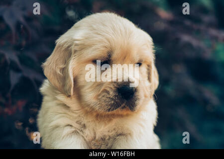 Un ritratto di un simpatico un mese Golden Retriever cucciolo in giardino. Foto Stock