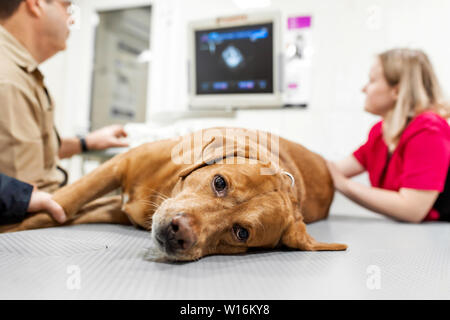 Medico Veterinario rende ultrasuoni e cardiogram del cane al cuore in ufficio. Malati di razza di cani Labrador guardando la telecamera di close-up. Foto Stock