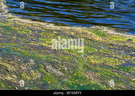 Vibrant Blue e sfondo verde di alghe sulla superficie di un lago Foto Stock