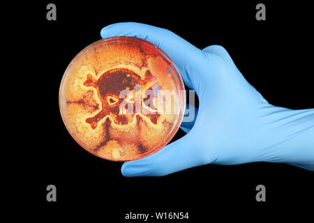 La mano guantata holding capsula Petri per colture di batteri a forma di teschio e crossbone Foto Stock