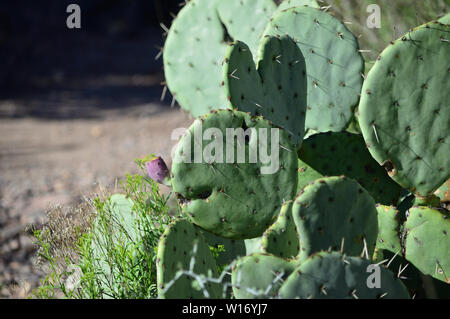 Ficodindia Cactus è simile a un mouse, bunny coniglio, animale. Foto Stock