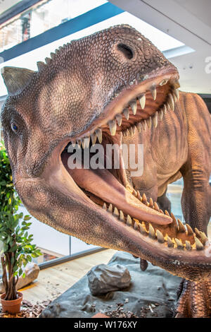 Lodz, Polonia, maggio 2019 Allosaurus dino, shopping entertainment center SUKCESJA, carnivoro theropod dinosauro, Allosaurus fragilis, Allosauridae Foto Stock