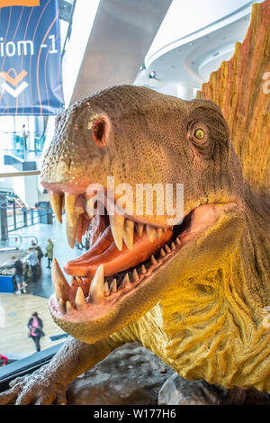 Lodz, Polonia, maggio 2019 Dimetrodon dino, shopping entertainment center mall SUKCESJA, estinto genere di synapsids, Dimetrodon limbatus, Sphenacodontidae Foto Stock