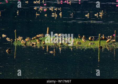 Sibilo minore-duck, localmente denominata Choto Sorali a Jahangirnagar University Lago. Savar, Dhaka, Bangladesh. Foto Stock