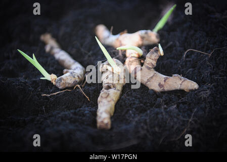 Curcuma pianta di root sul terreno terreno per piantare nel giardino delle erbe , il fuoco selettivo Foto Stock