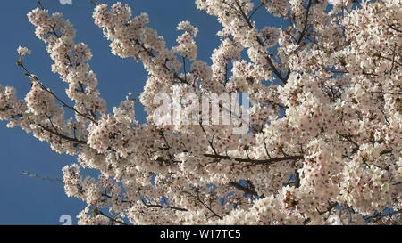 low angle view branches with cherry blossoms in washington dc Foto Stock