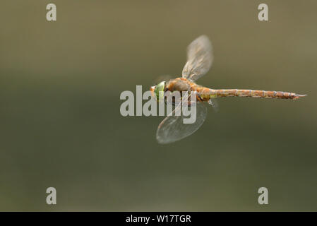 Un bellissimo Norfolk Hawker Dragonfly, Anaciaeschna isoceles, sorvolando un lago di caccia per il cibo. Foto Stock