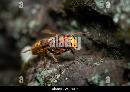 Un Europeo hornet (Vespa crabro) seduto su una struttura ad albero Foto Stock