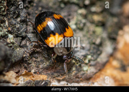 Un Darkling beetle (Diaperis boleti, Tenebrionidae) su un albero con funghi Foto Stock