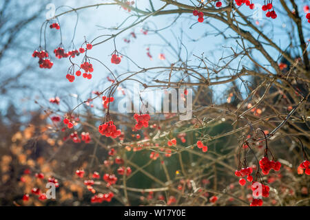 Frutti di bosco su un ramo di pallon di maggio su una giornata invernale sotto la luce diretta del sole Foto Stock