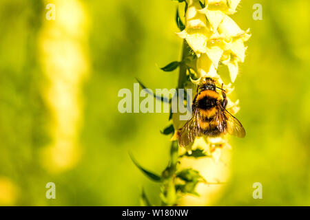 Buff-tailed bumblebee su giallo foxglove Foto Stock