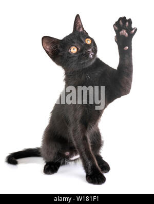 Gattino nero nella parte anteriore del fondo bianco Foto Stock