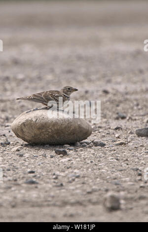 Calandra Lark (Melanocorypha calandra), Adulto arroccato su di una pietra, Vashlovani National Park, Georgia. Foto Stock