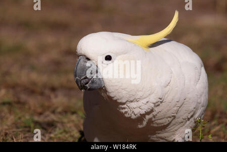 Zolfo-crested Cockatoo, Cacatua galerita, mangiare semi da terra vicino a Dubbo Nuovo Galles del Sud, Australia Foto Stock