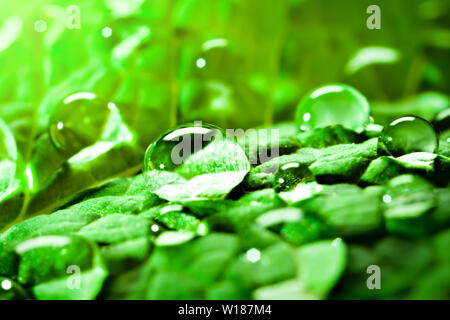 Gran belle gocce di pioggia trasparente acqua su una foglia verde. Macro. Sfondo naturale. Orizzontale. Sfondo con copia spazio. Foto Stock