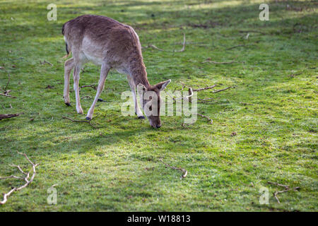 Un giovane incolto doe deer pascolo di erba Foto Stock