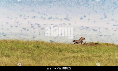 Adulto cheetah stretching e sbadigli nel Masai Mara, Kenya. Vista laterale con spazio per il testo. Foto Stock