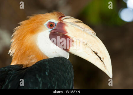 Hornbill papua, Rhyticeros plicatus, tufi, Oro, provincia di Papua Nuova Guinea Foto Stock