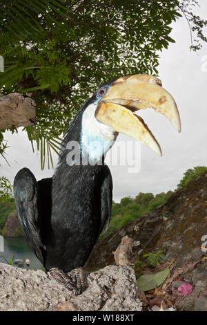 Hornbill papua, Rhyticeros plicatus, tufi, Oro, provincia di Papua Nuova Guinea Foto Stock