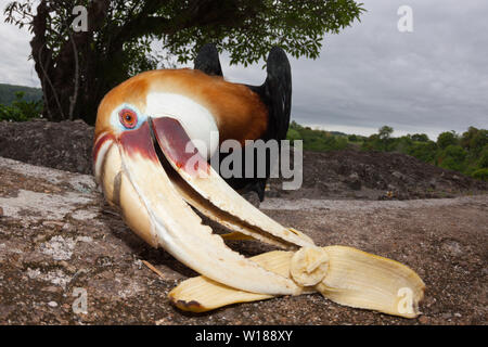 Hornbill papua, Rhyticeros plicatus, tufi, Oro, provincia di Papua Nuova Guinea Foto Stock