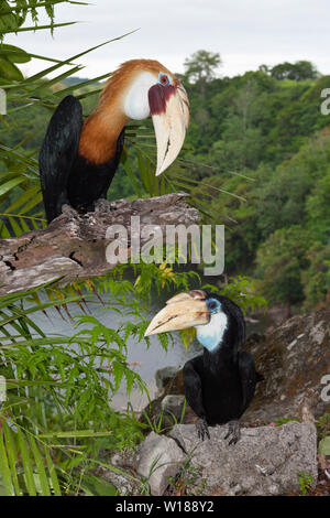 Hornbill papua, Rhyticeros plicatus, tufi, Oro, provincia di Papua Nuova Guinea Foto Stock