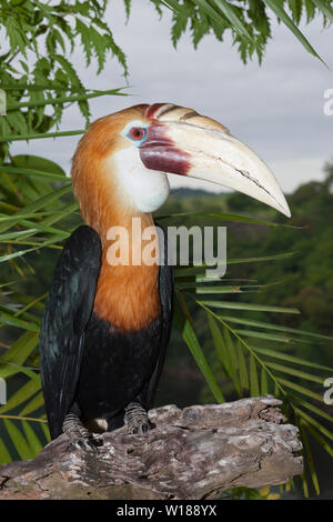 Hornbill papua, Rhyticeros plicatus, tufi, Oro, provincia di Papua Nuova Guinea Foto Stock