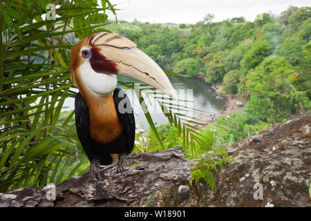 Hornbill papua, Rhyticeros plicatus, tufi, Oro, provincia di Papua Nuova Guinea Foto Stock